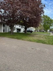Residential front lawn viewed from across the street beneath a large red-leaf tree.