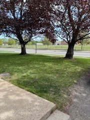 Green front lawn beside a concrete driveway and two mature trees.