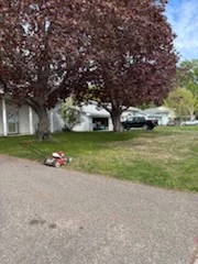 Front lawn beneath a large red-leaf tree, viewed from the street.
