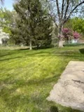 Mowed green lawn beside a concrete patio and mature evergreen.